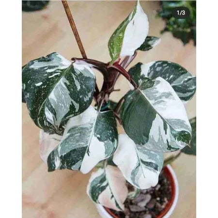 Philodendron White Knight (Philodendron white) live botanical specimen