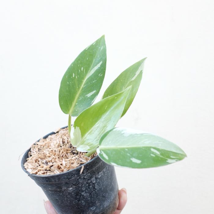 Philodendron White Princess (Philodendron white) live botanical specimen