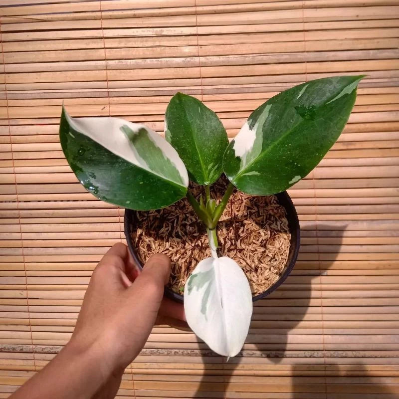 Philodendron White Wizard (Philodendron white) live botanical specimen