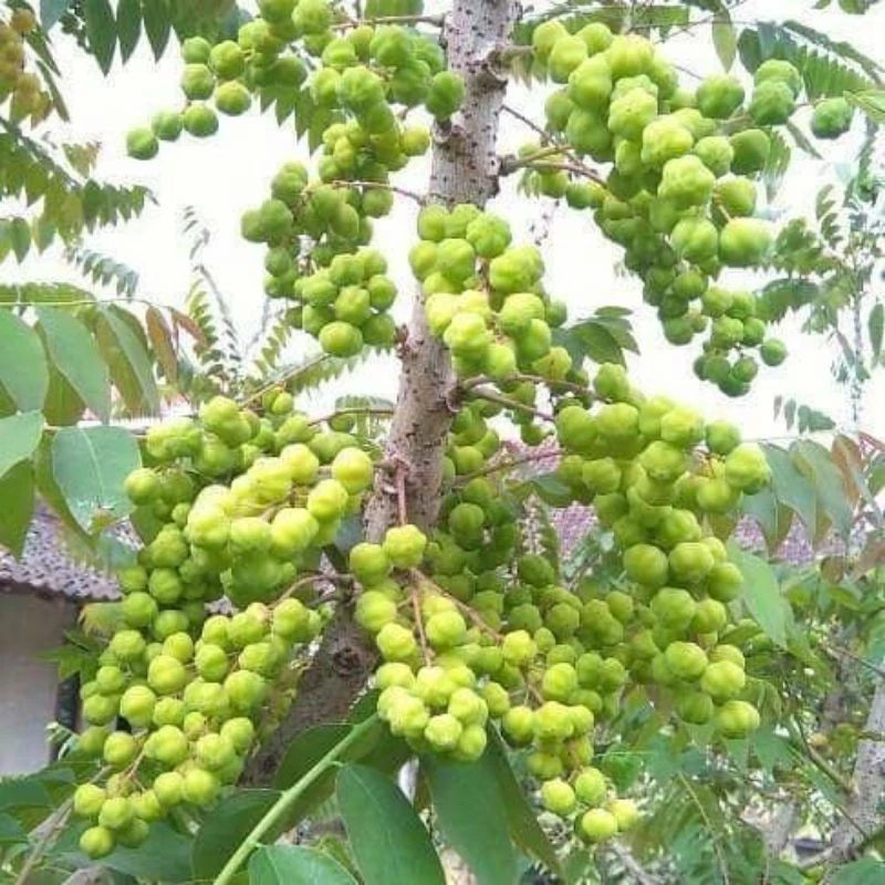Phyllanthus Acidus (Phyllanthus acidus) live botanical specimen