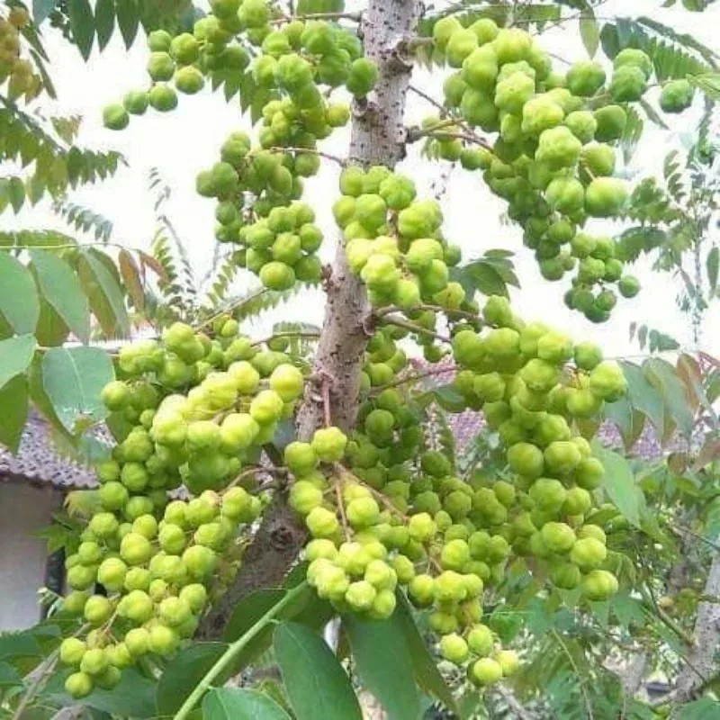 Phyllanthus Acidus
