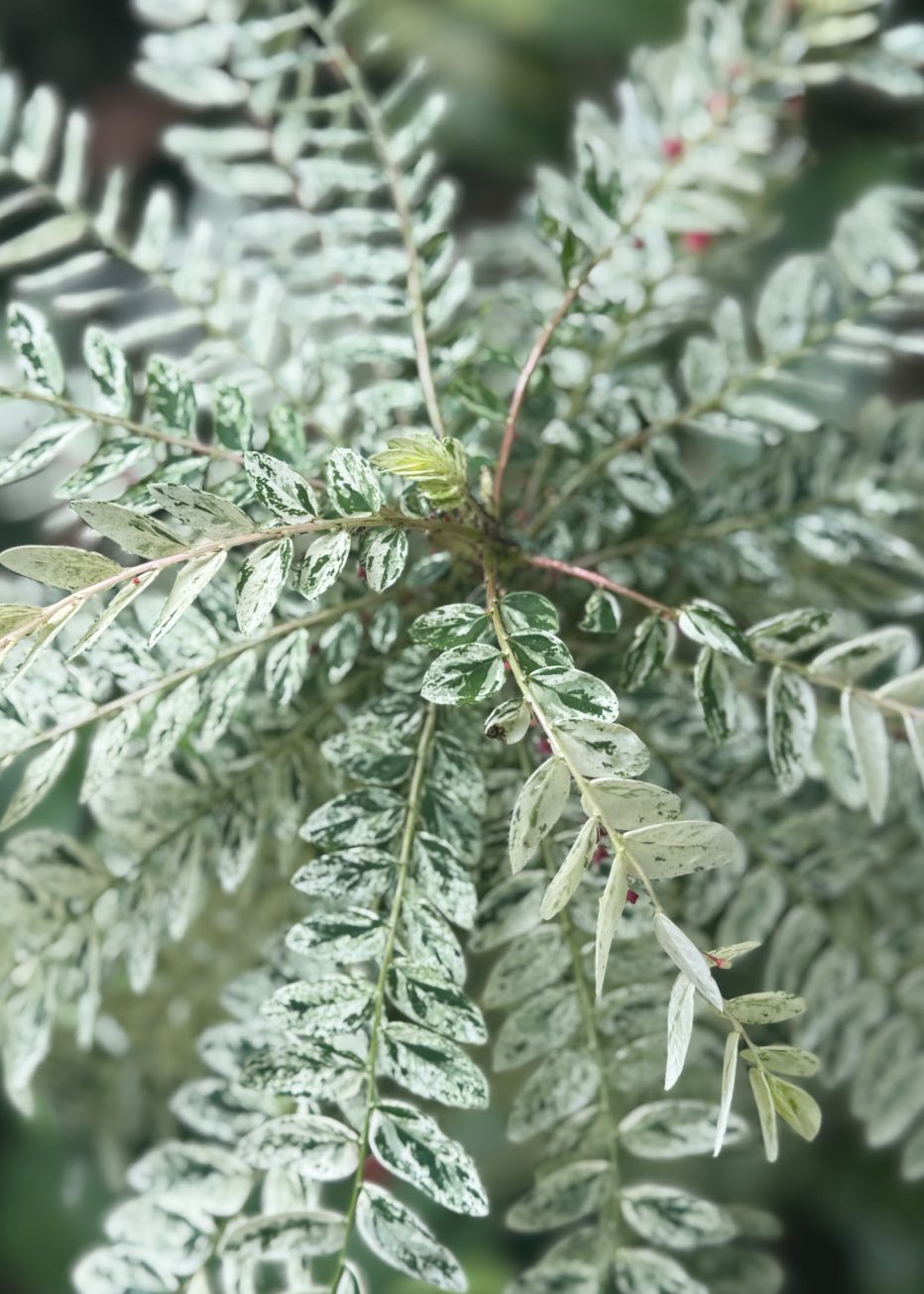 Phyllanthus Niruri Variegated