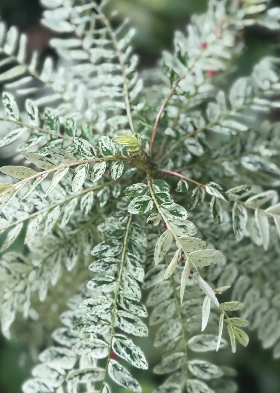 Phyllanthus Niruri Variegated