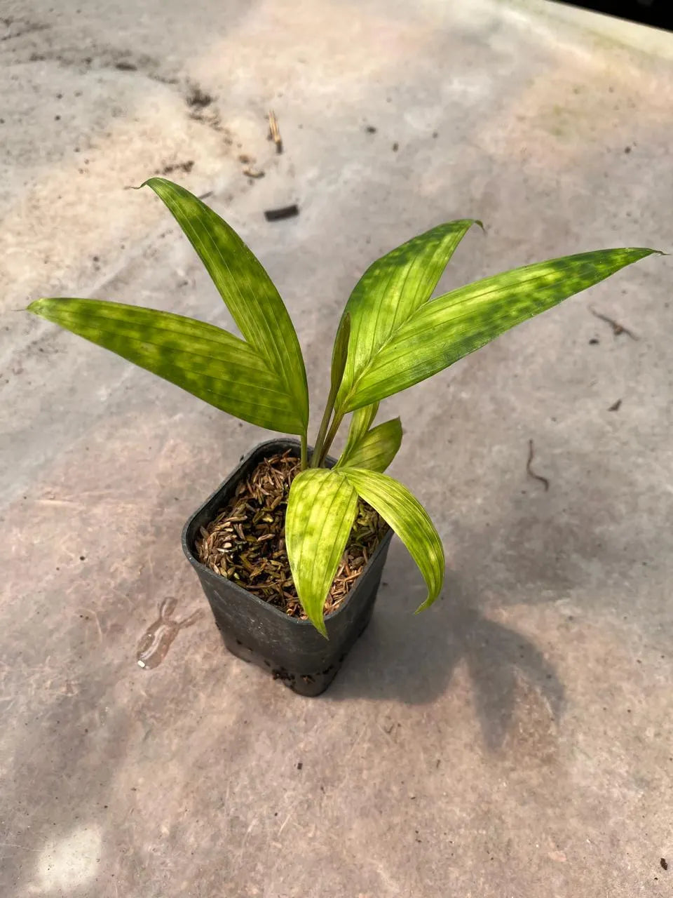Pinanga Crassipes (Pinanga crassipes) live botanical specimen