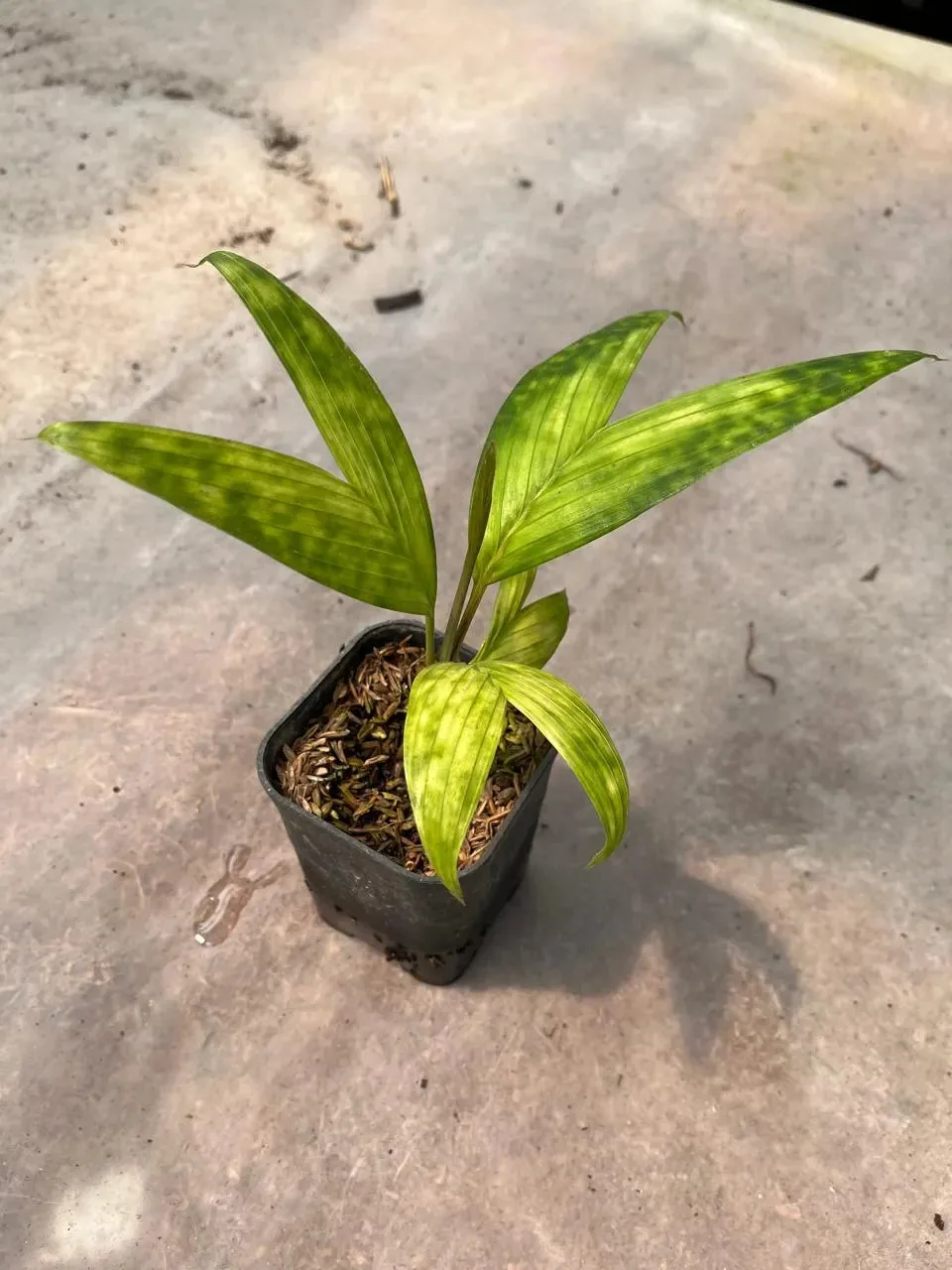 Pinanga Crassipes