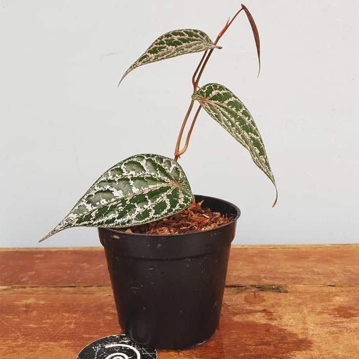 Piper Crocatum