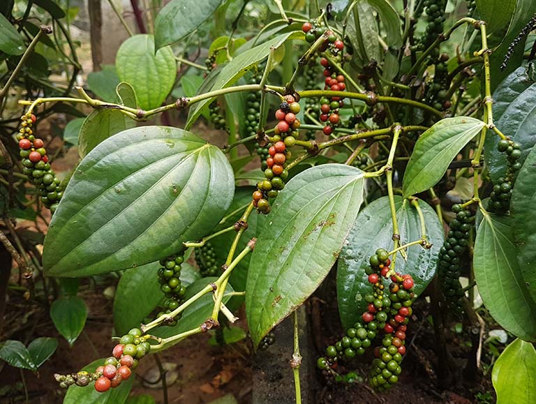 Piper Ningrum (Piper ningrum) live botanical specimen