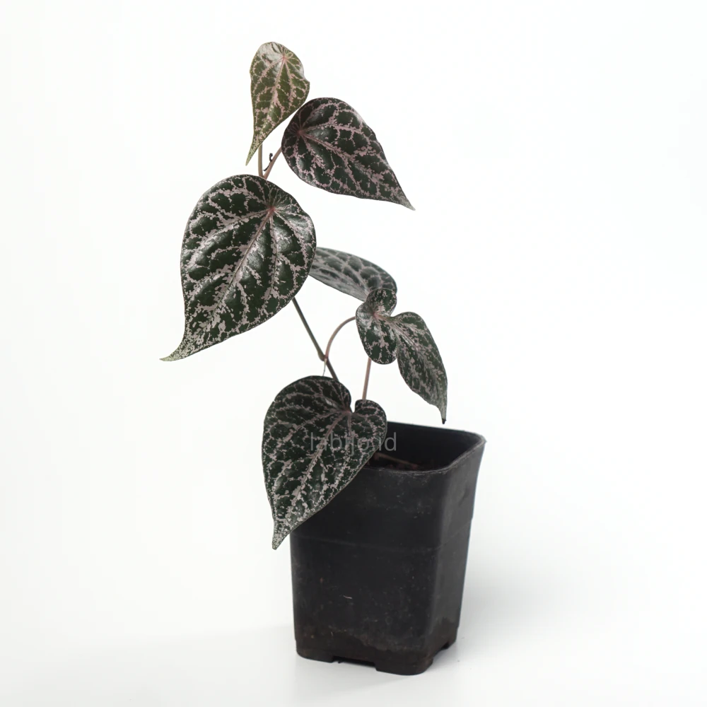 Piper Ornatum (Piper ornatum) live botanical specimen