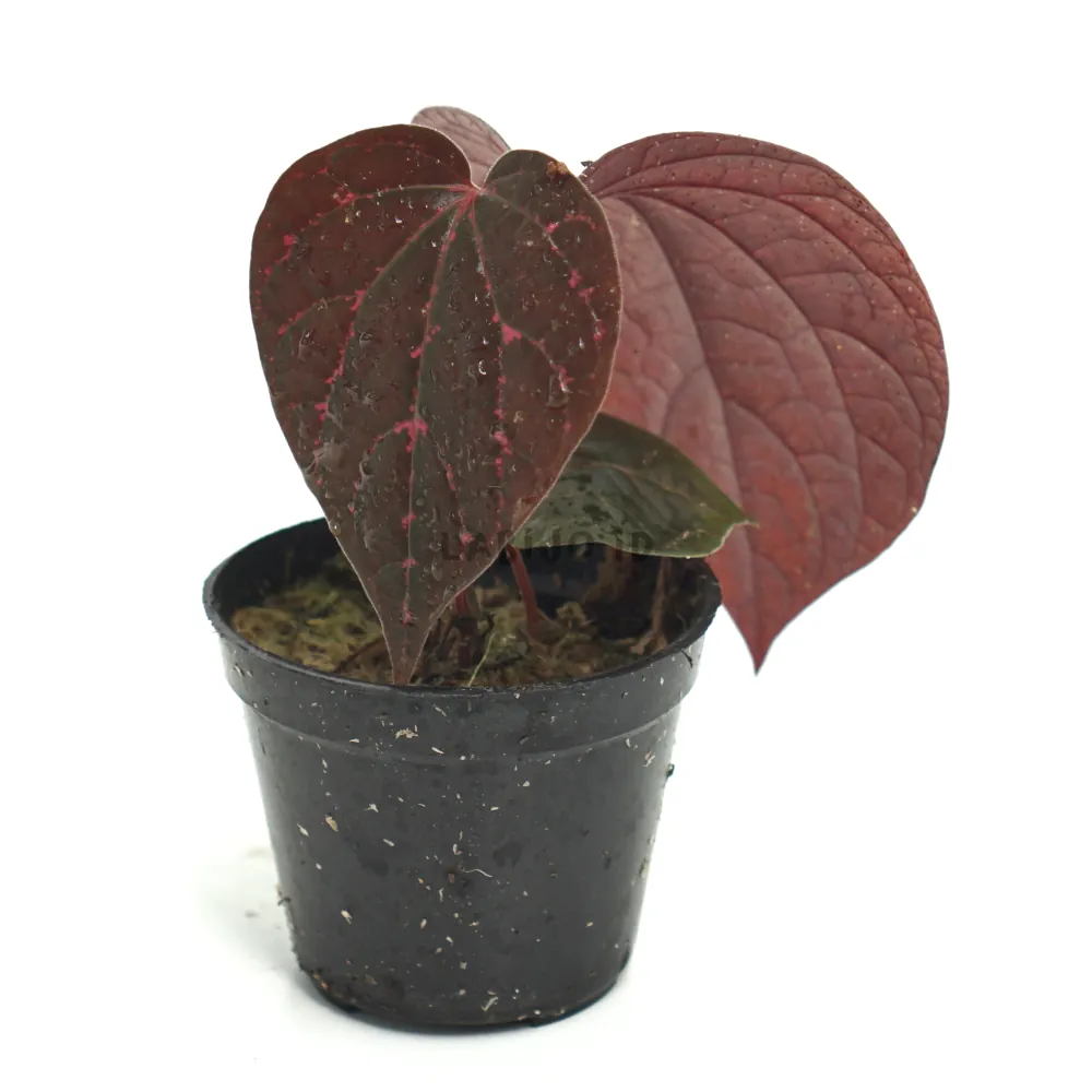 Piper Porphyrophyllum (Piper porphyrophyllum) live botanical specimen