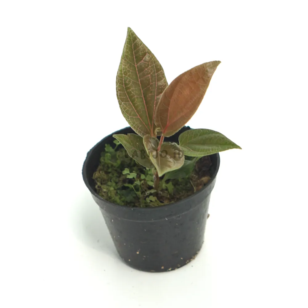 Piper Violet Sp Borneo (Piper violet) live botanical specimen