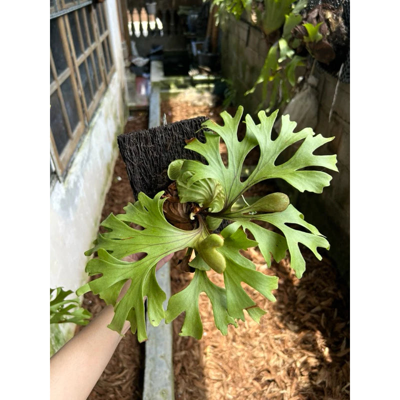 Platycerium Ridleyi (Platycerium ridleyi) live botanical specimen