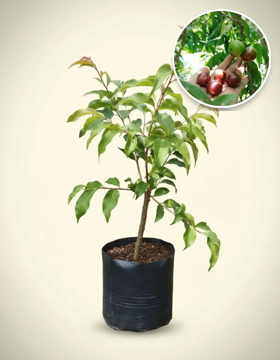 Plum Aussy 2