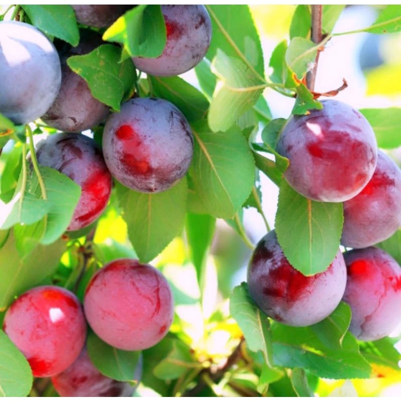 Plum Aussy