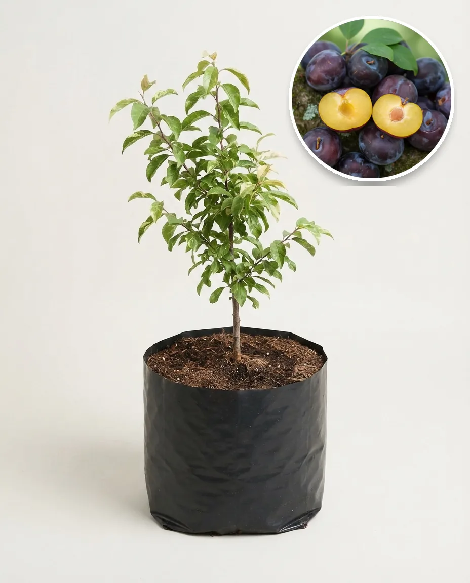 Plum Black 2 (Plum black) live botanical specimen