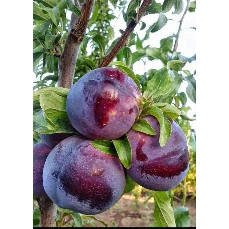 Plum Black
