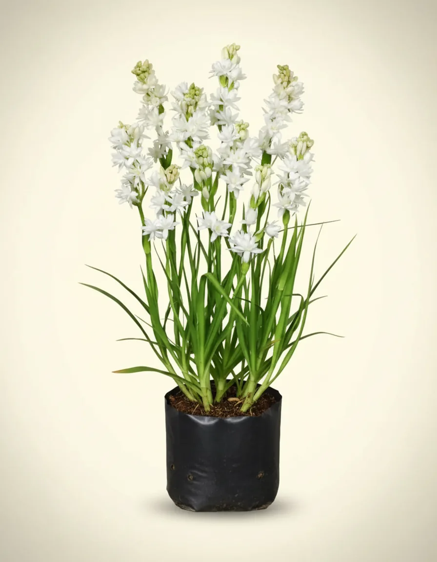 Polianthes Tuberosa — Export Grade A+ from Java & Sumatra, Indonesia