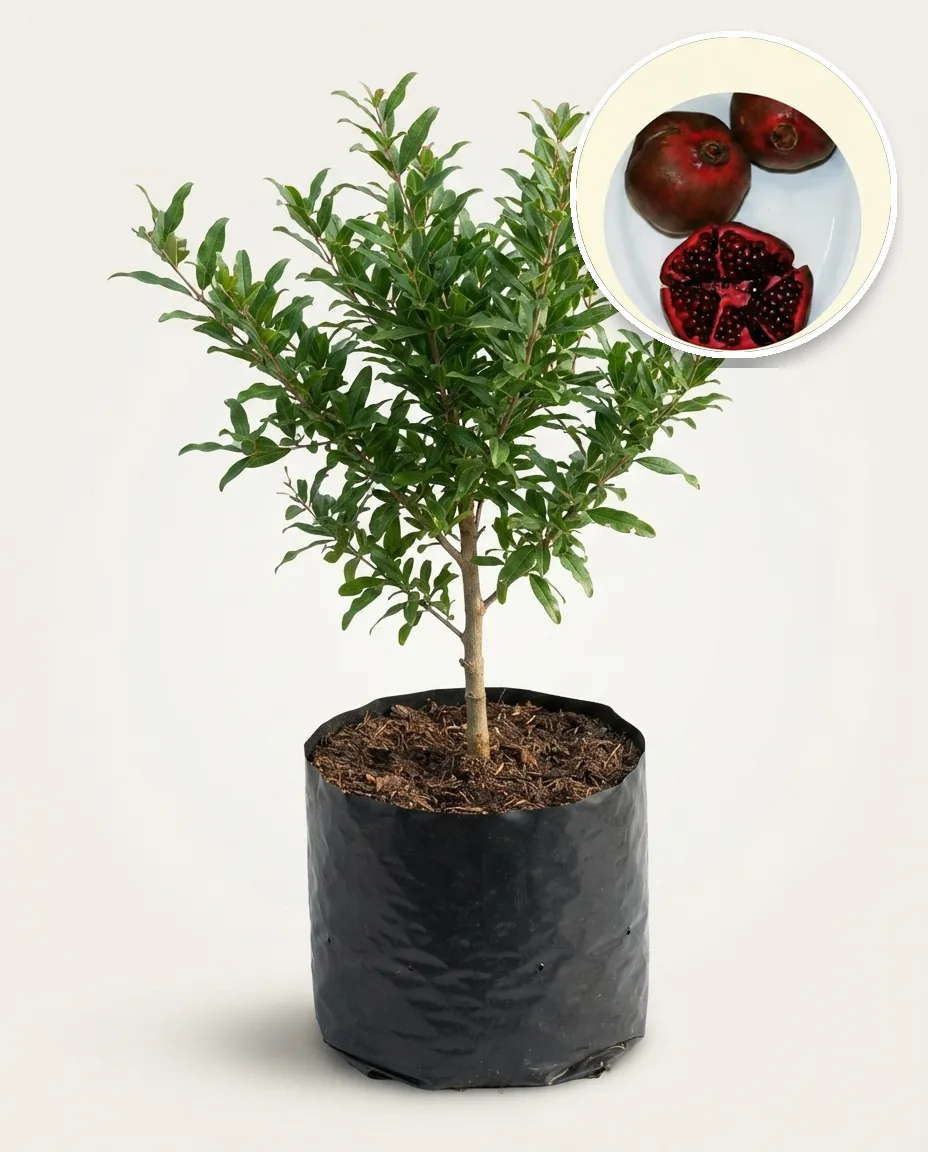 Pomegranate Black