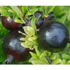 Pomegranate Hitam (Pomegranate hitam) live botanical specimen