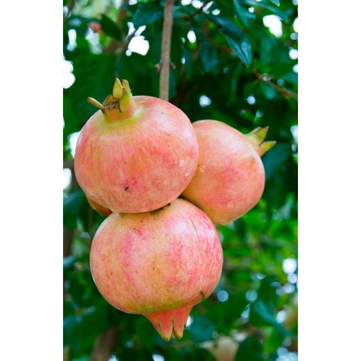 Pomegranate Putih Jumbo