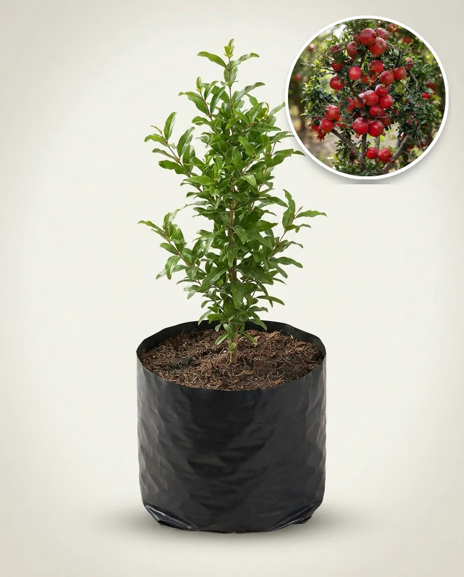 Pomegranate Red Jumbo 2