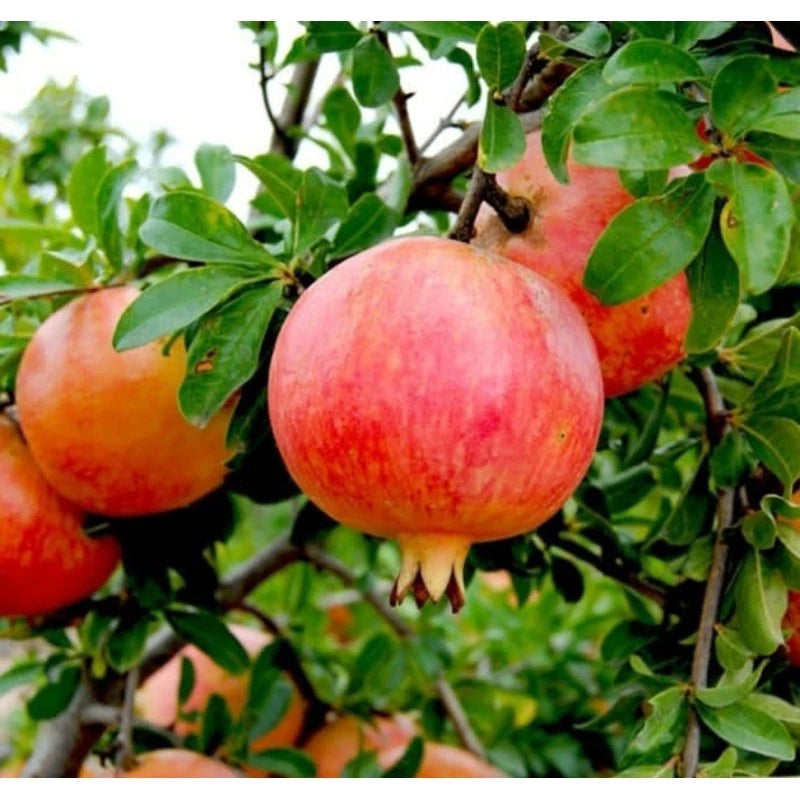 Pomegranate Red Jumbo