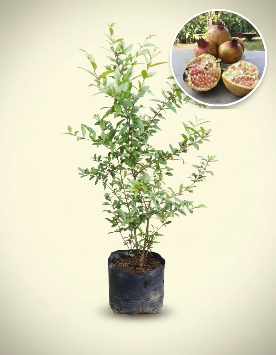 Pomegranate White Jumbo