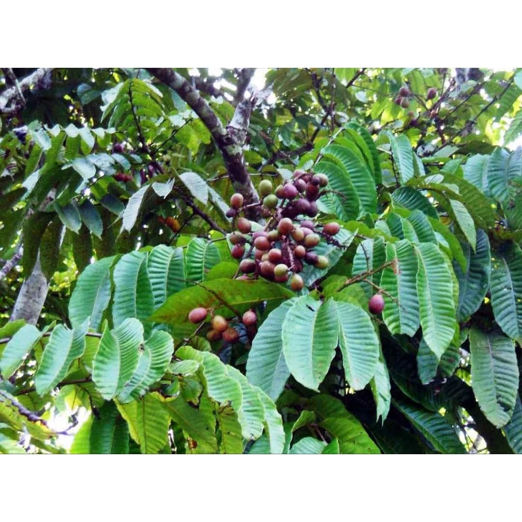 Pometia Pinnata (Pometia pinnata) live botanical specimen