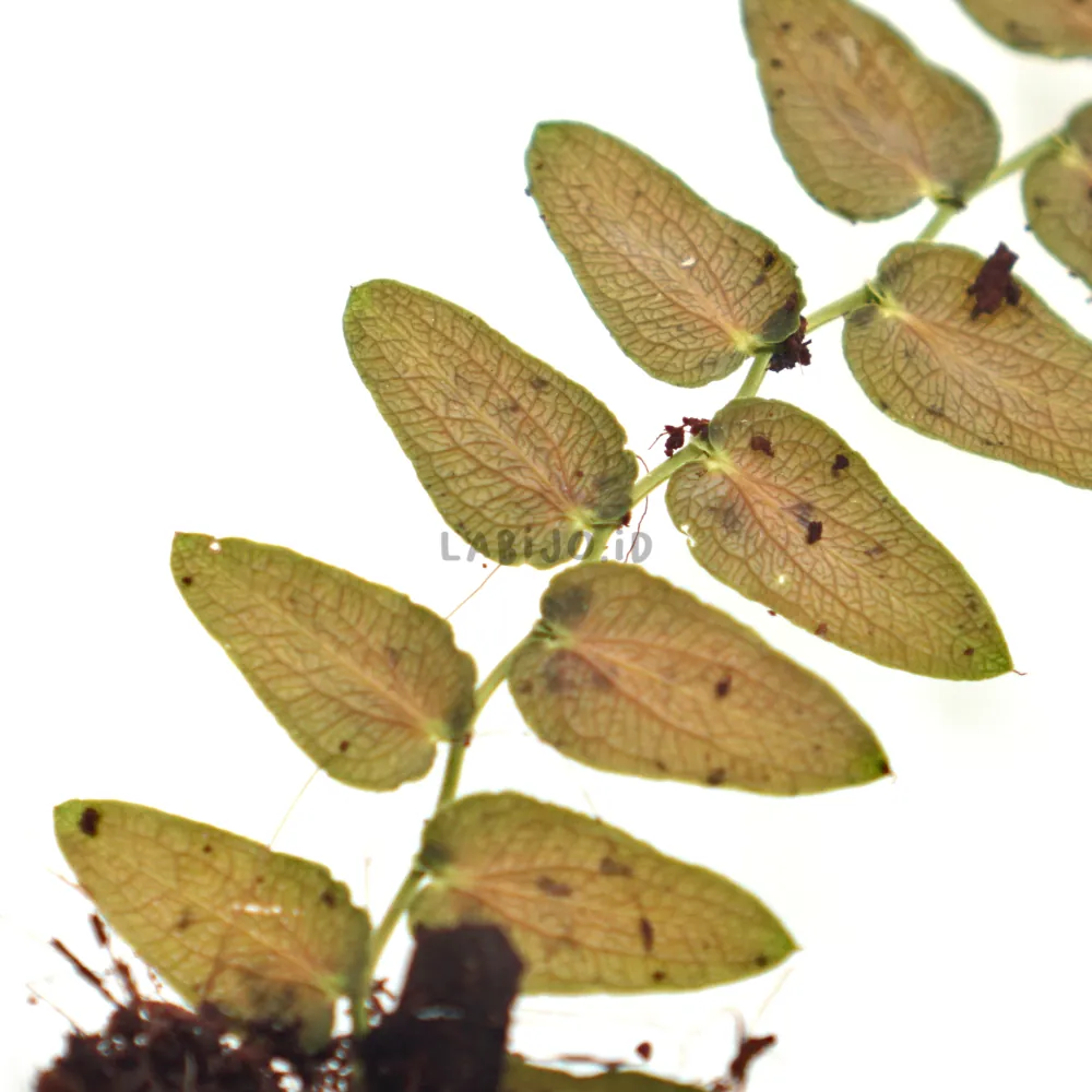 Pothos Barberianus