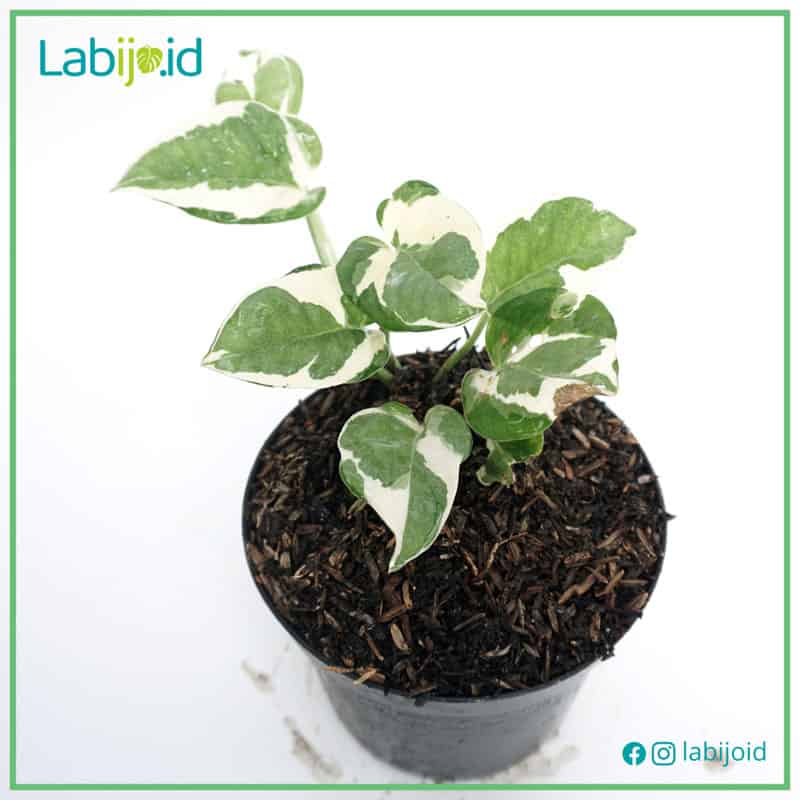 Pothos Njoy (Pothos njoy) live botanical specimen