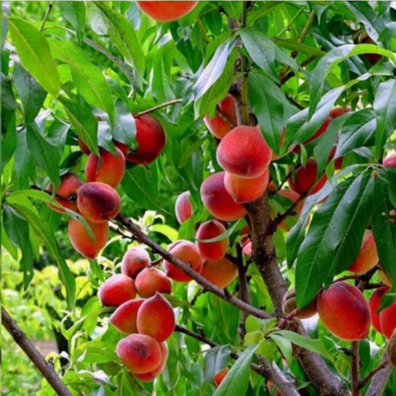 Prunus Persica (Prunus persica) live botanical specimen