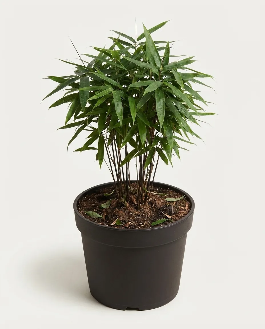 Pseudosasa Japonica Arrow Bamboo (Pseudosasa japonica) live botanical specimen