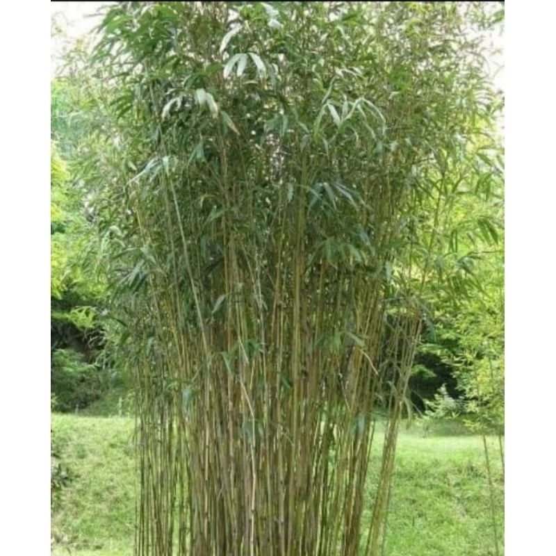 Pseudosasa Japonica Japan Arrow Bamboo 20 30Cm