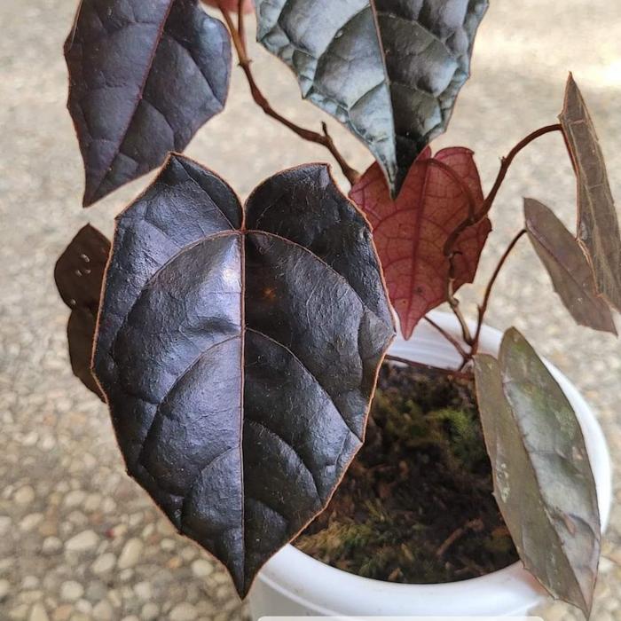 Pterisanthes Sp Borneo (Pterisanthes sp. 'Borneo') live botanical specimen