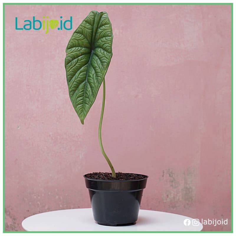 Puncak Borneo (Puncak borneo) live botanical specimen