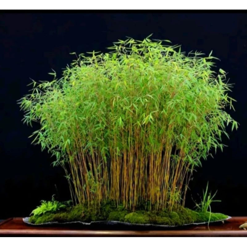 Pygmaea Bamboo Dwarf (Pygmaea bamboo) live botanical specimen
