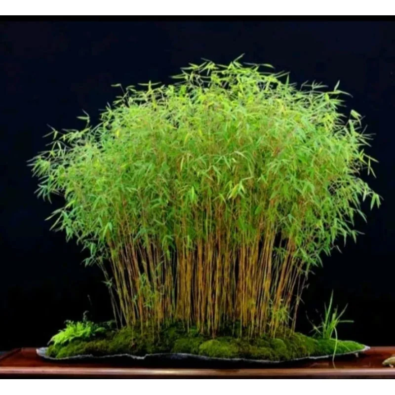 Pygmaea Bamboo Dwarf