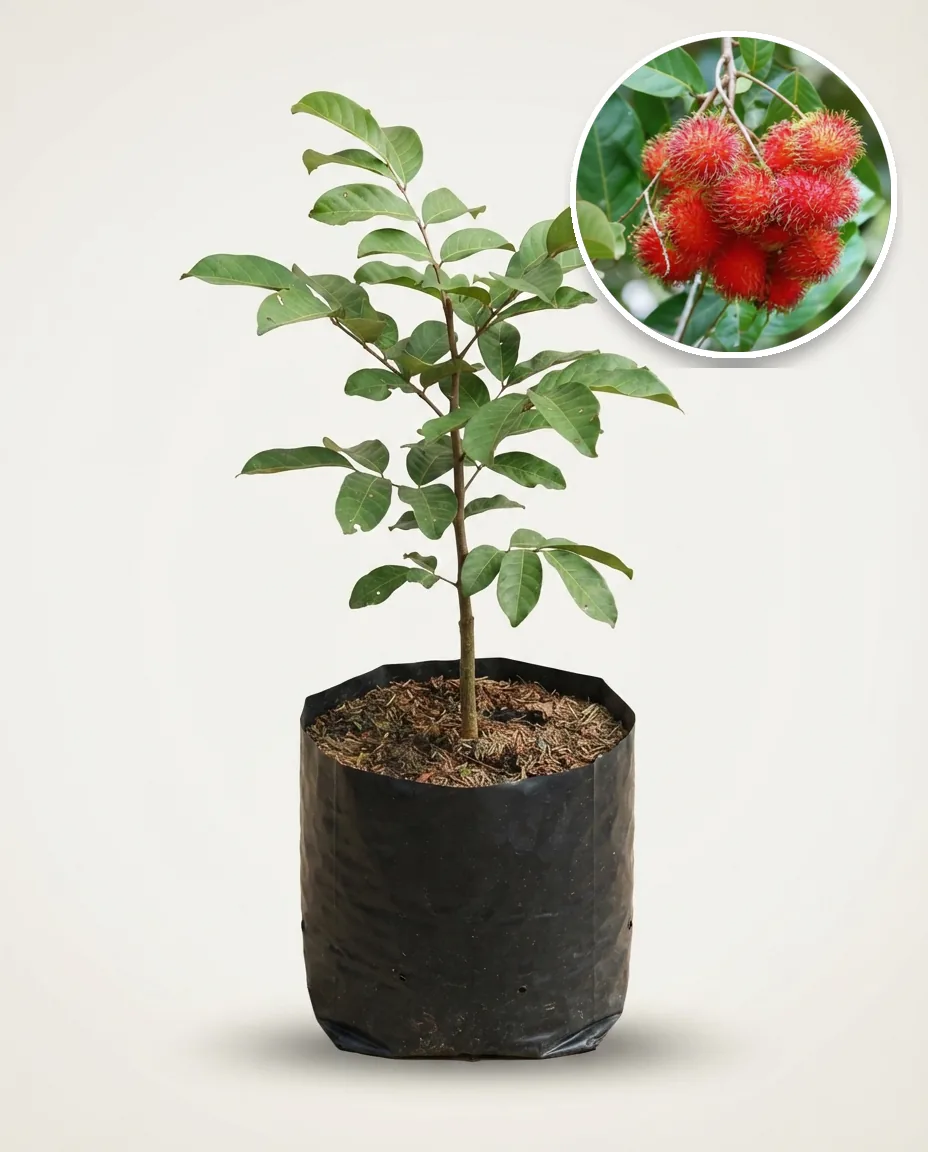 Rambutan Binjai 2