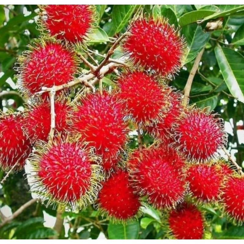 Rambutan Binjai
