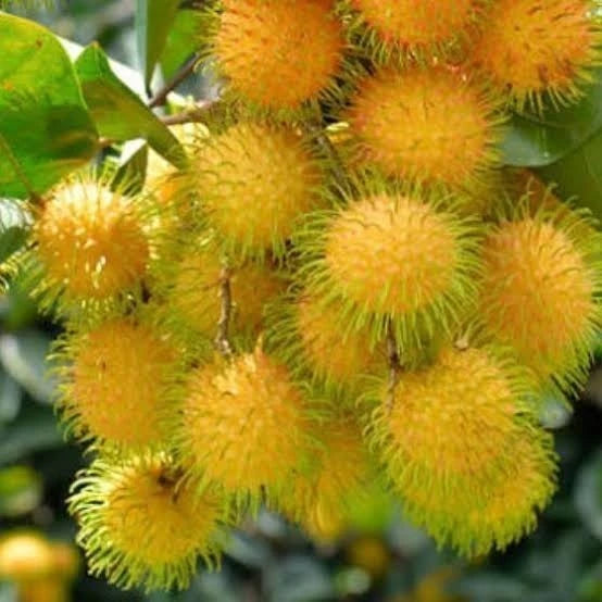 Rambutan Gading Kuning
