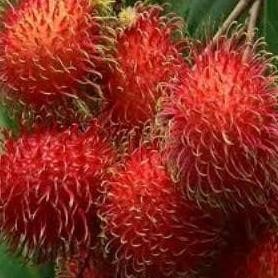Rambutan Garuda Jumbo (Rambutan garuda) live botanical specimen