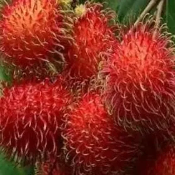 Rambutan Garuda Jumbo