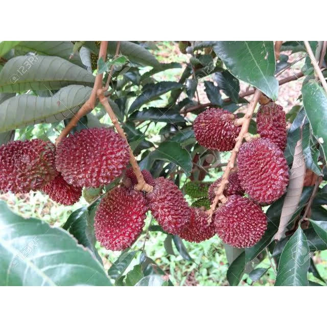 Rambutan Kapulasan (Rambutan kapulasan) live botanical specimen