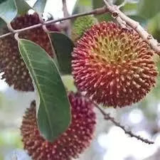 Rambutan Rapiah (Rambutan rapiah) live botanical specimen