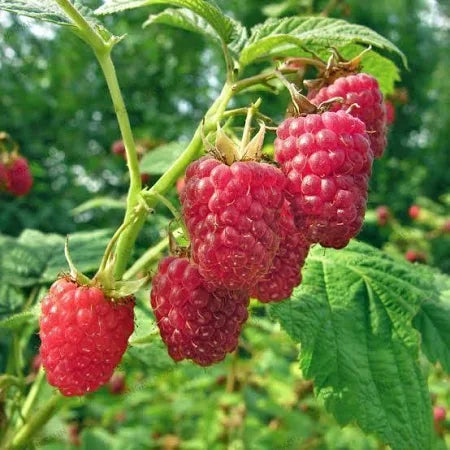 Raspberry Jumbo Merah