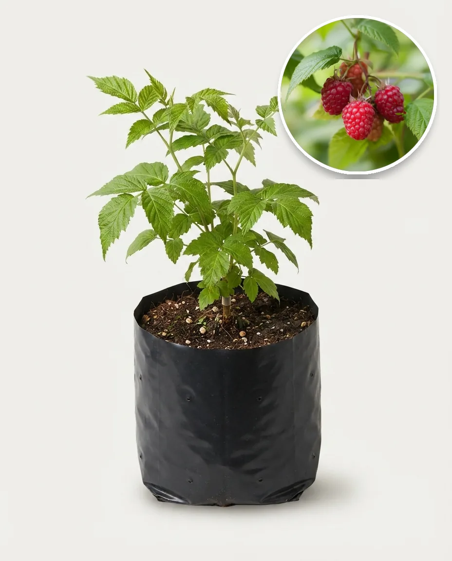 Raspberry Jumbo Red (Raspberry jumbo) live botanical specimen