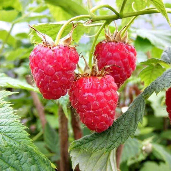 Raspberry Merah