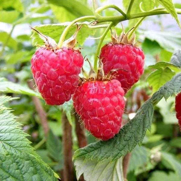 Raspberry Merah