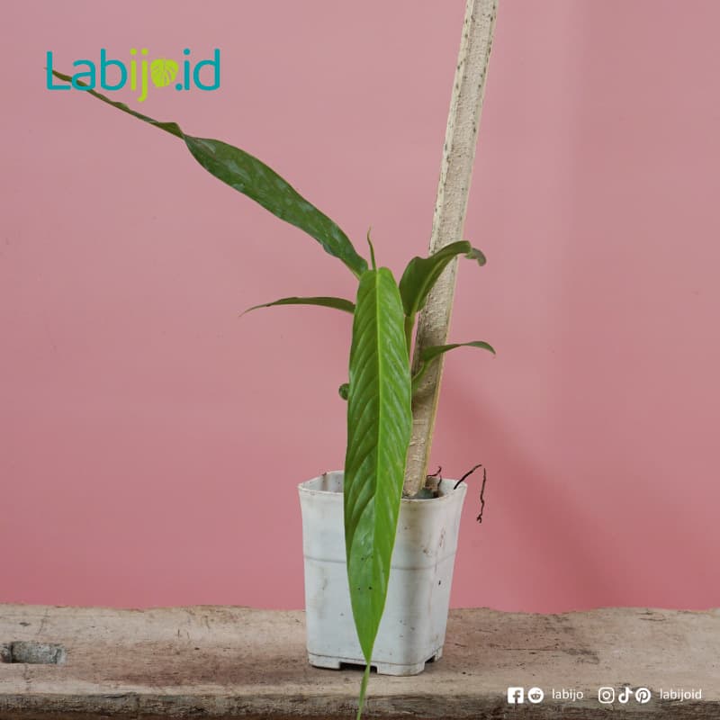 Rhaphidophora Angustata (Rhaphidophora angustata) live botanical specimen
