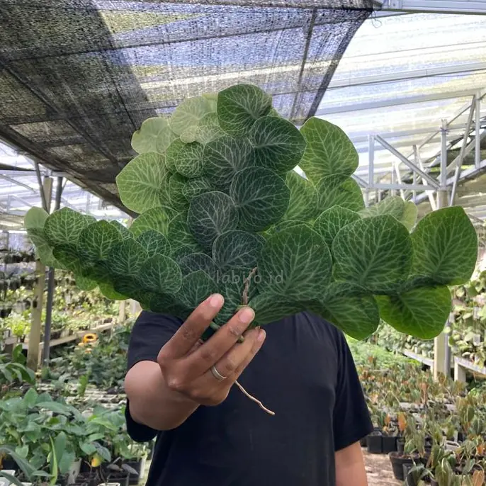 Rhaphidophora Cryptantha (Rhaphidophora cryptantha) live botanical specimen