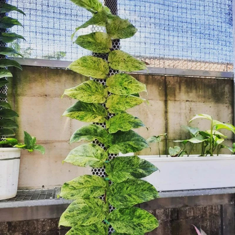 Rhaphidophora Korthalsii Variegated
